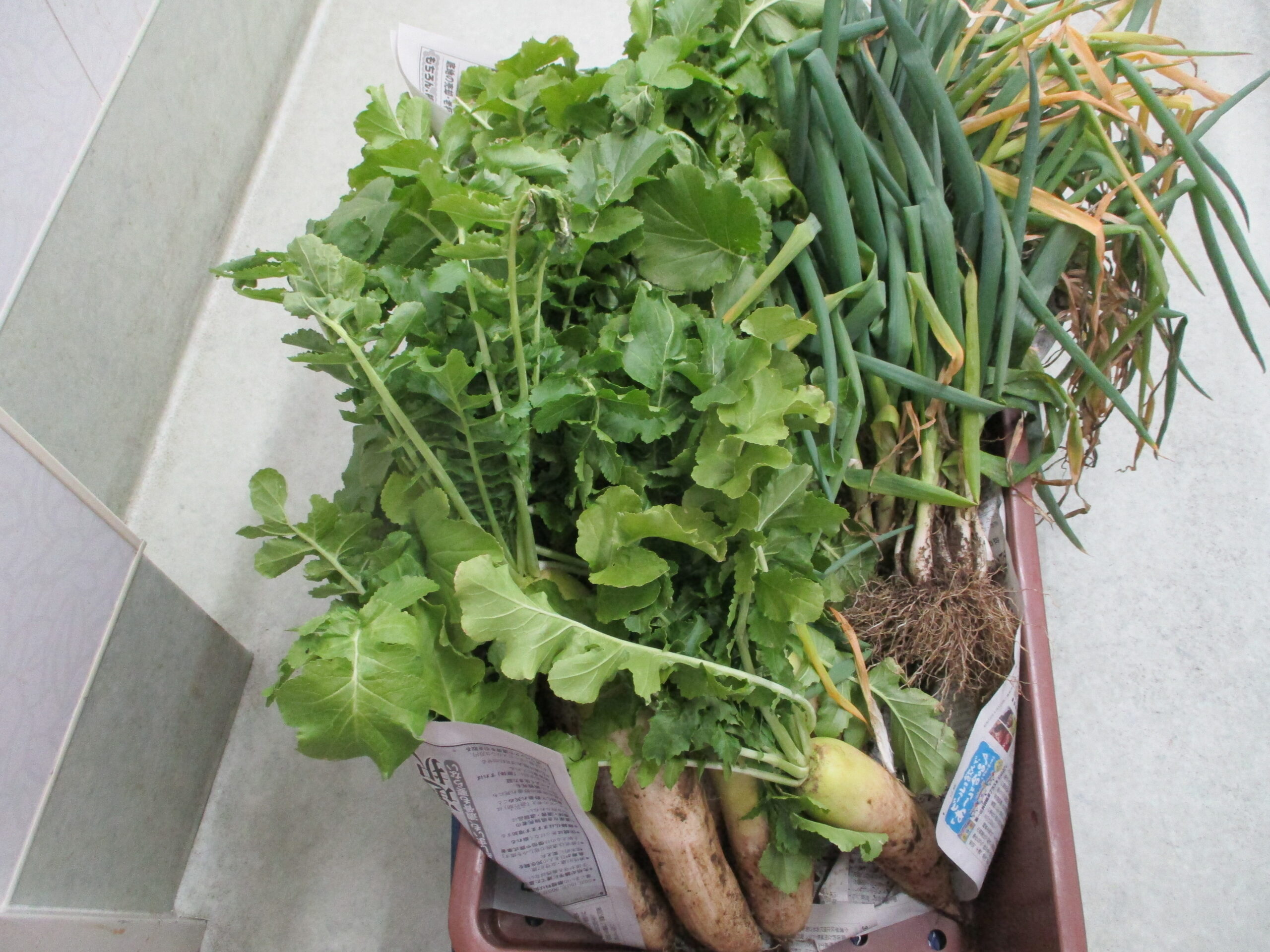 Masa夢　大根とねぎを頂きました。