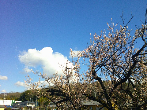 夢の家デイサービス　梅見外気浴