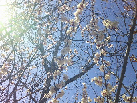 夢の家デイサービス　春の散策